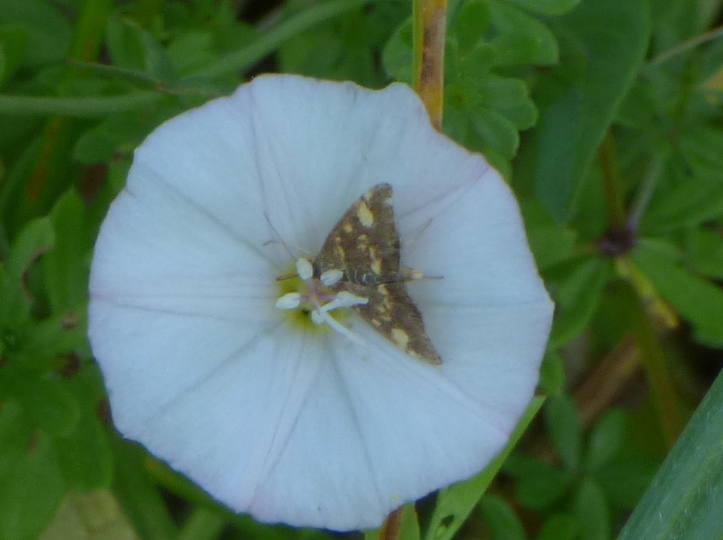 Pyrausta Purpuralis